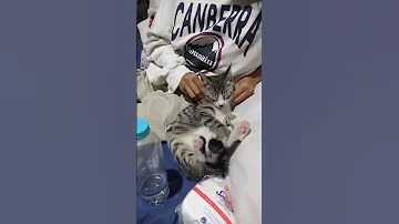 Wenak E Chi Dipijeti KK Kay Masyaallahtabarakallah Cat Minivlog Dailylife Shorts 