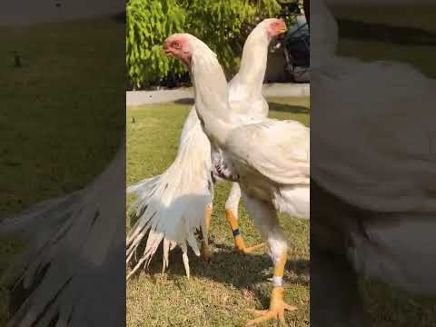دجاج الاذناب الهندي دجاج زينه دجاج دجاج السلكي دجاج الحريري مزرعة طيور الزينه جمال الدجاج