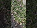 市道にはびこる姫ツルソバのある幸せ#植物 #flowers #野の花