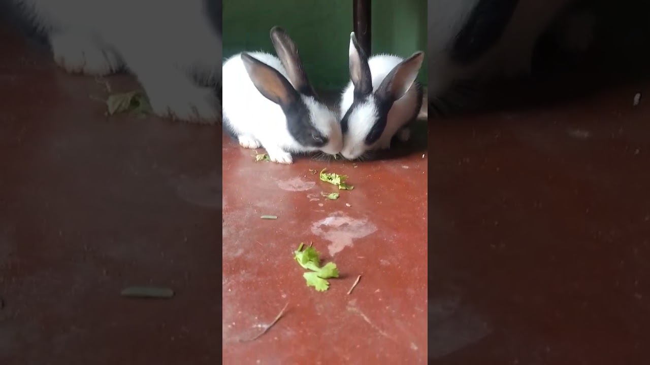my rabbit eating vegetables 