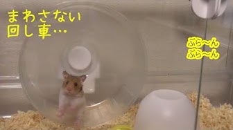 回し車 Youtube
