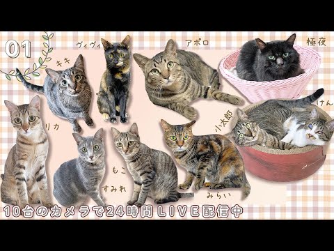 1️⃣ ✅保護ねこの家✅ 13頭の保護猫の毎日（Cats Rescue & Protection Japan）（Every day of 13 protected cats）｜24時間ライブ配信