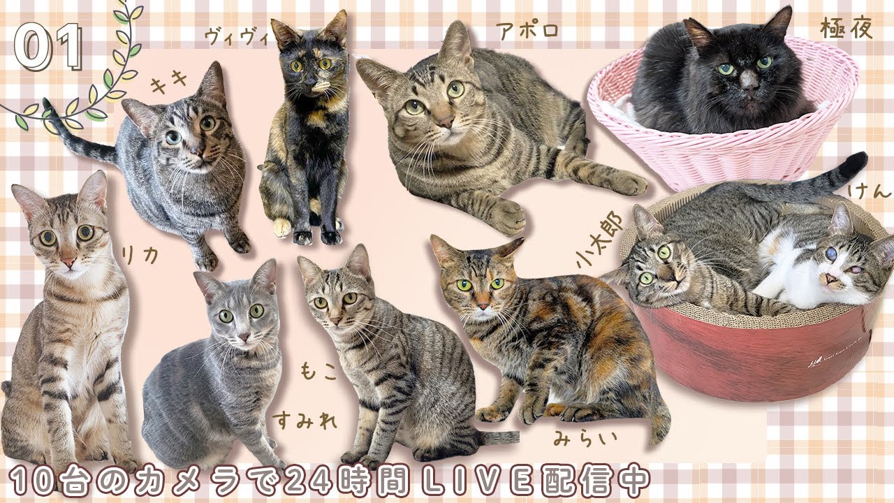 1️⃣ ✅保護ねこの家✅ 13頭の保護猫の毎日（Cats Rescue & Protection Japan）（Every day of 13 protected cats）｜24時間ライブ配信
