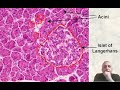 Histology of the pancreas