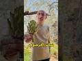 نبات الخرشوف و طريقة زراعته و أكله  