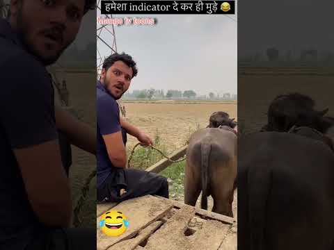 🤣🤣🤣indigator to dedeta bhai #funny #shorts #viral #comedy #buffalo #horse #ytshorts #shortsfeed #yt