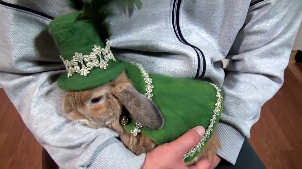 だっこされる甘えん坊うさぎ チャップ ダンダンウー Youtube