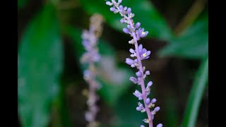 【8/7】北本自然観察公園～夏の雑木林と山野草