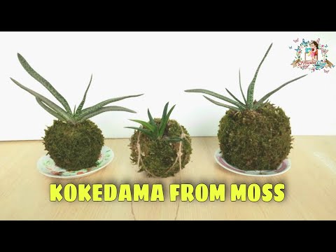 KOKEDAMA DARI LUMUT || BOLA KOKEDAMA