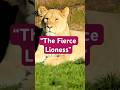 Queen of the Savanna – The Fierce Lioness! 🦁👑#Lioness #shorts #Wildlife