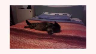 Cats Screaming Like Children With Final Brawl