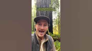 Coast Redwoods store HUGE amounts of Carbon - Some of the biggest stores of carbon on our planet!