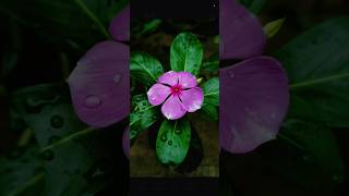 🧐 Realme P3 Ultra Pro Mode | Realme P3 Ultra Camera Test🔥#amazing #photography #shorts #viral #reels screenshot 5