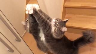 お出迎えする猫 ノルウェージャンフォレストキャットCat to welcome.Norwegian Forest Cat.