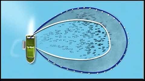 West Coast Fishing - Seine