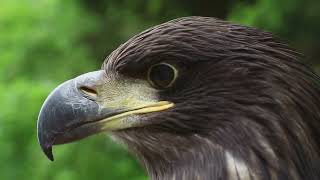 Soar High with the Eagle  7 Life Lessons for Personal Growth