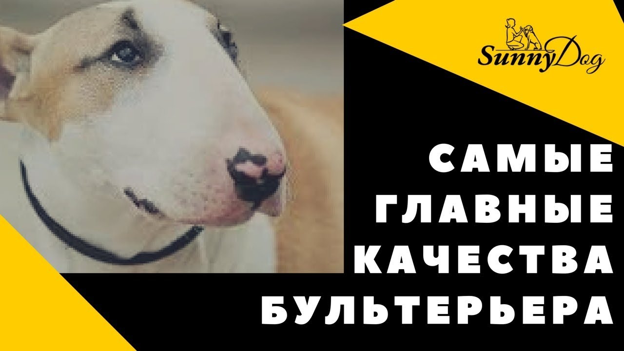 Самые главные качества бультерьера. Характер бультерьера.