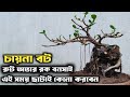 When to prune bonsai / Ficus Green Island Root Over Rock Bonsai