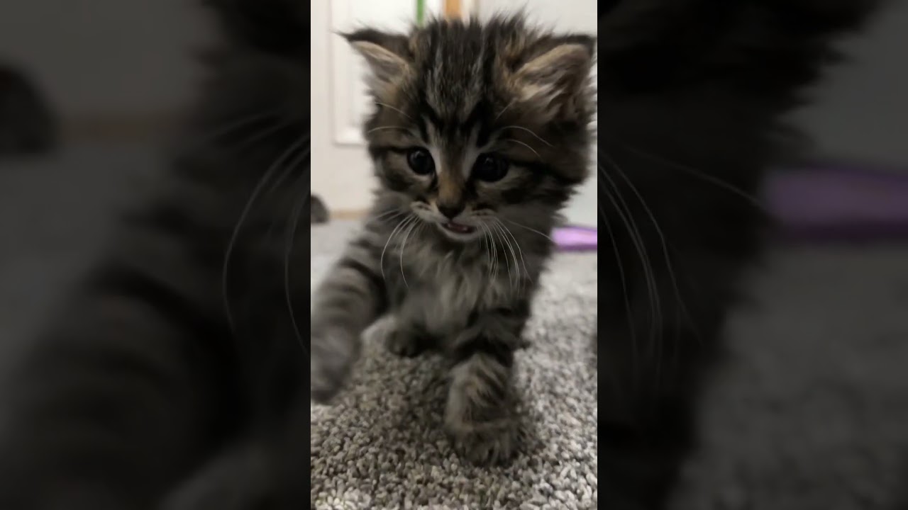 Tiny creature,huge comfort :) 