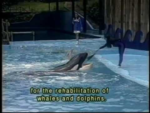 Keiko Airlift "The Original Free Willy Whale" on P...