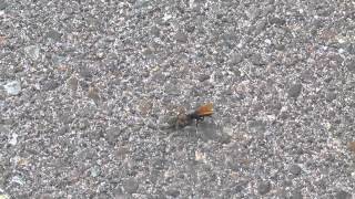 Pompilid wasp drags paralyzed wolf spider