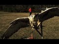 Slow Motion Raptor Strikes - Smarter Every Day 38