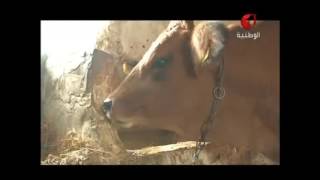 ensilage 1