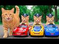 Mama Cat Buys Police McQueen Cars for Kitten Cats 🚓🚗
