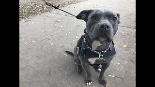 Famous How death, life changes may affect service animals Wealth