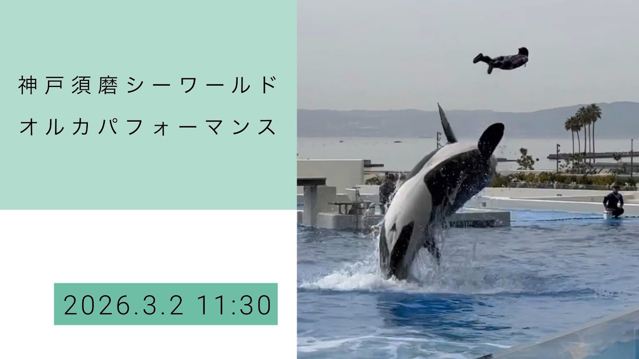 神戸須磨シーワールド　オルカパフォーマンス　2026.3.2 11:30