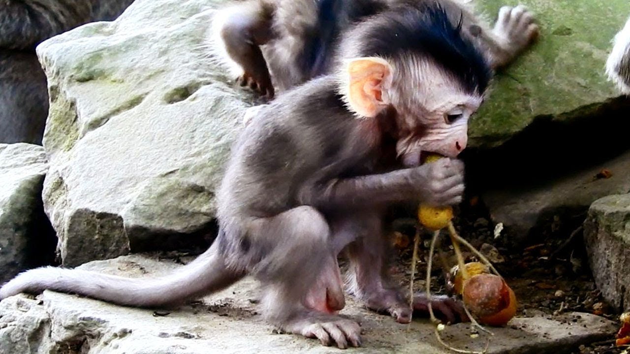foundry Sweet Baby Polino Learns Eating Fruit_Sharing Fruit to Friend and Mummy