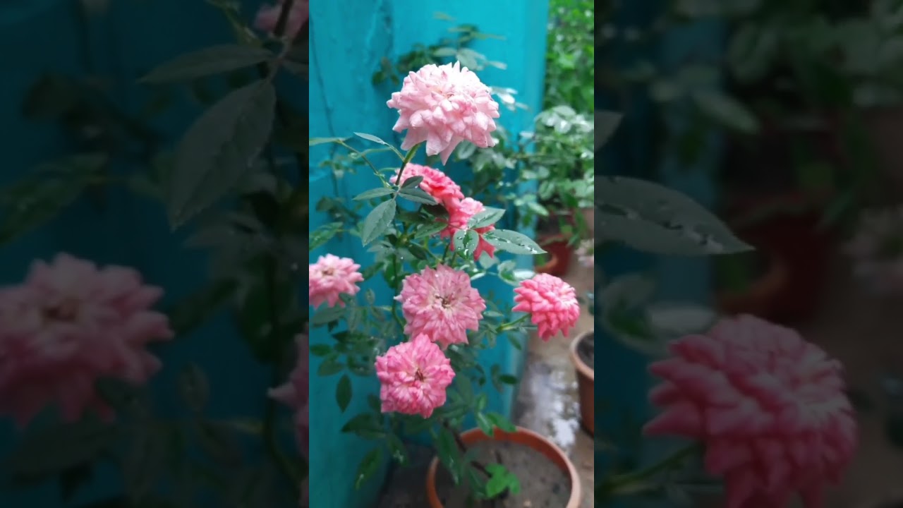 Wet pink roses looking very beautiful and attractive 