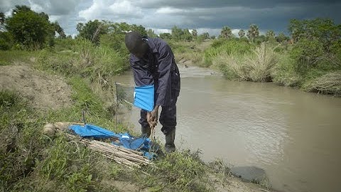 Sleeping Sickness: Combating a Nasty Parasite