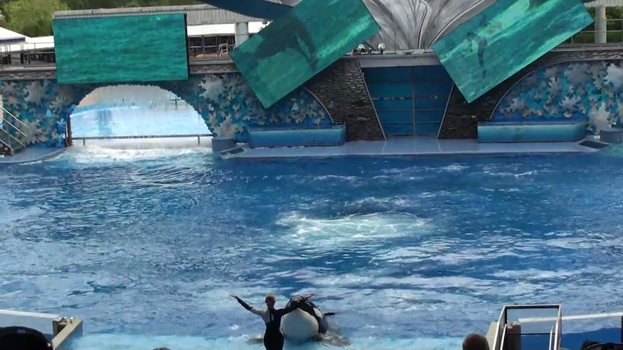 Shumu Orca Show SeaWorld Orlando - YouTube