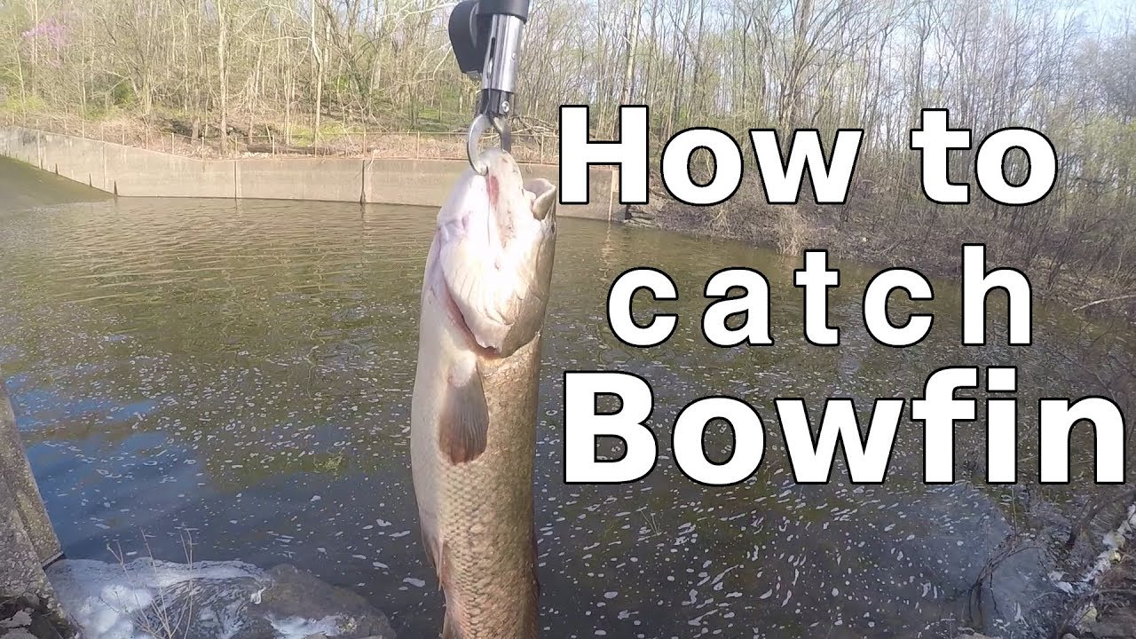 How to catch bowfin Catching large bowfin YouTube