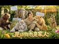 繼承爺爺的動物園,意外覺醒獸語技能,對待動物就像對待自己家人一樣,沒想到動物園因此爆火,直接成為網紅打卡地!#aivideo #短劇
