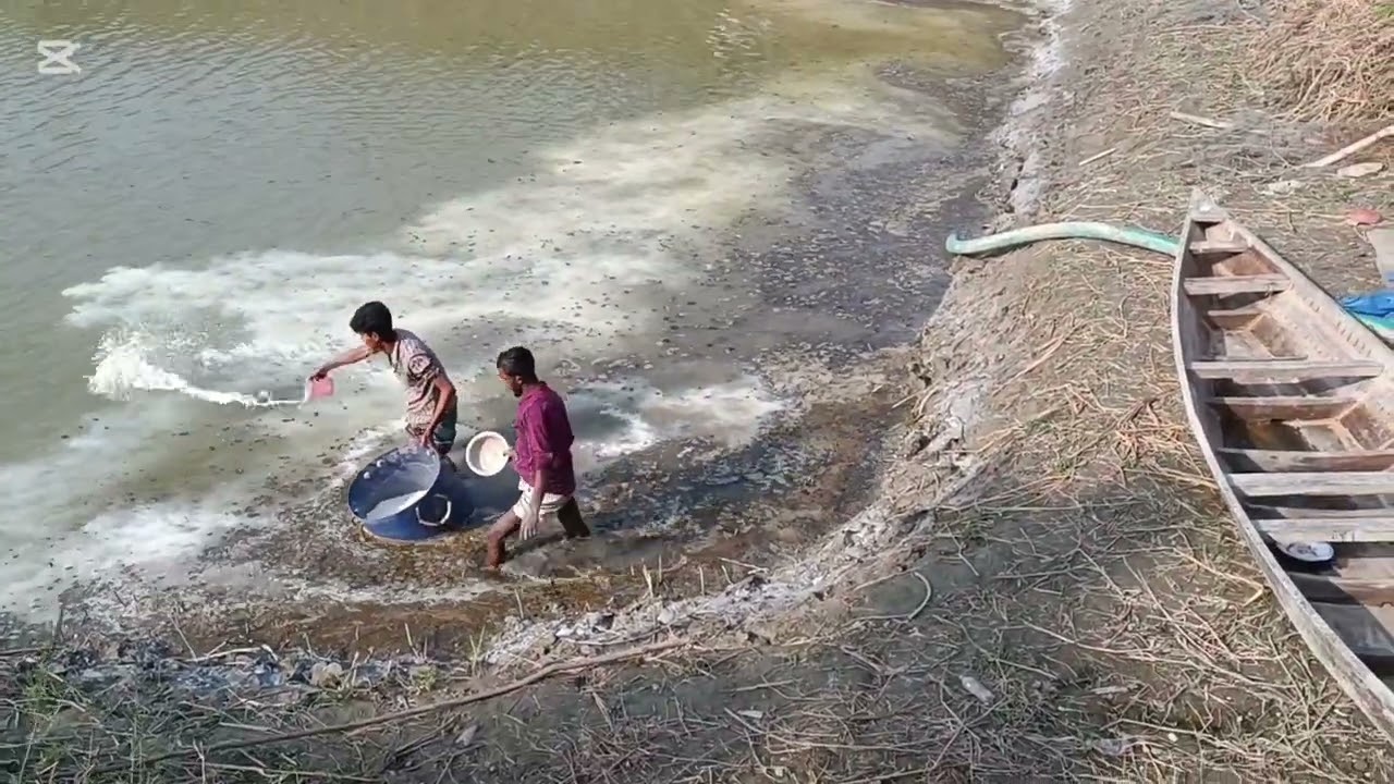 নতুন সিজনের চাষের জন্য পুকুর প্রস্তুতি শুরু করলাম। ৩১-১২-২০২৫ইং। শায়েস্তাবাদ, বরিশাল। 