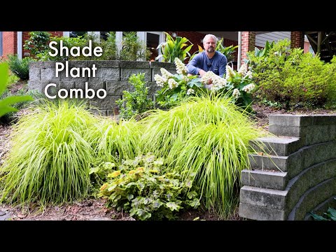 वीडियो: बनावट के लिए छायादार पौधे: वुडलैंड गार्डन में बनावट कैसे बनाएं