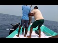 Tuna fish catching on long line in deep sea