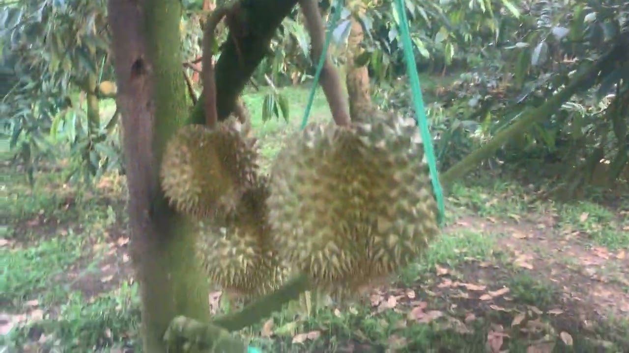 Cách xịt thuốc đi phân cho sầu riêng gần trăm ngày không bị sượng cơm