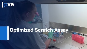 Optimized Scratch Assay: Testing Of Cell Migration With Automated Optical Camera l Protocol Preview