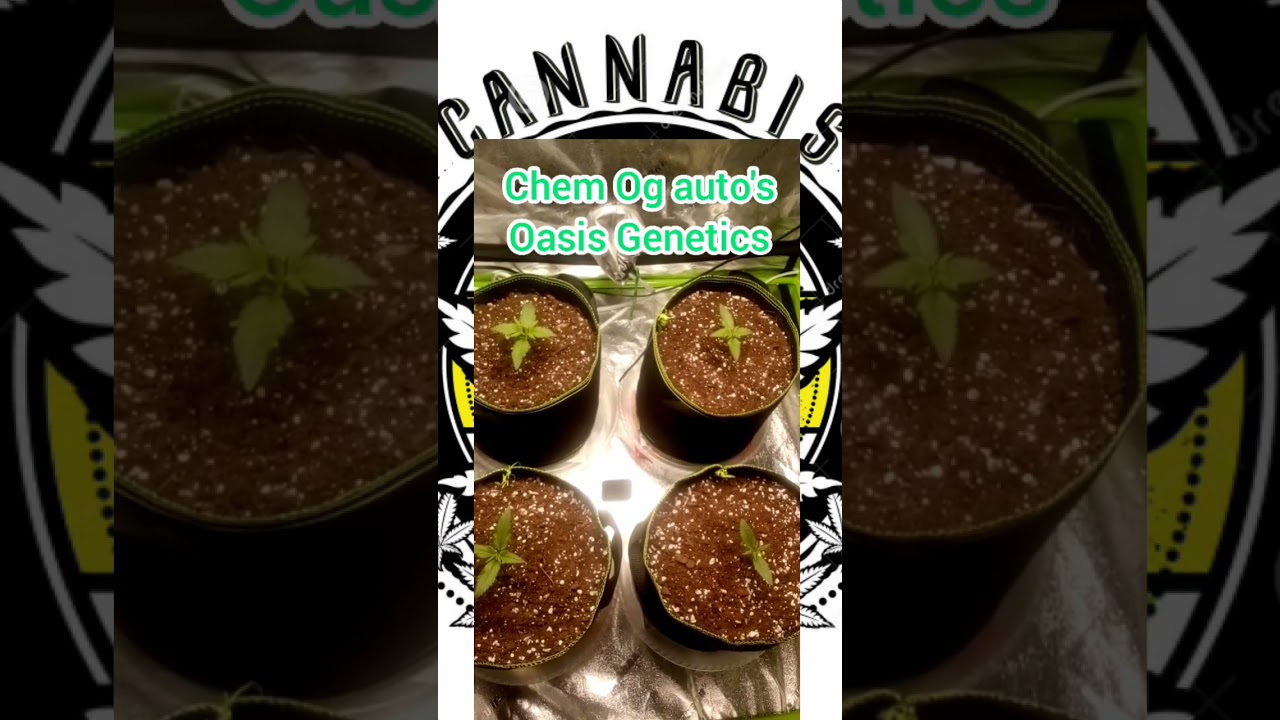 Autoflower Oasis Genetics Chem OG