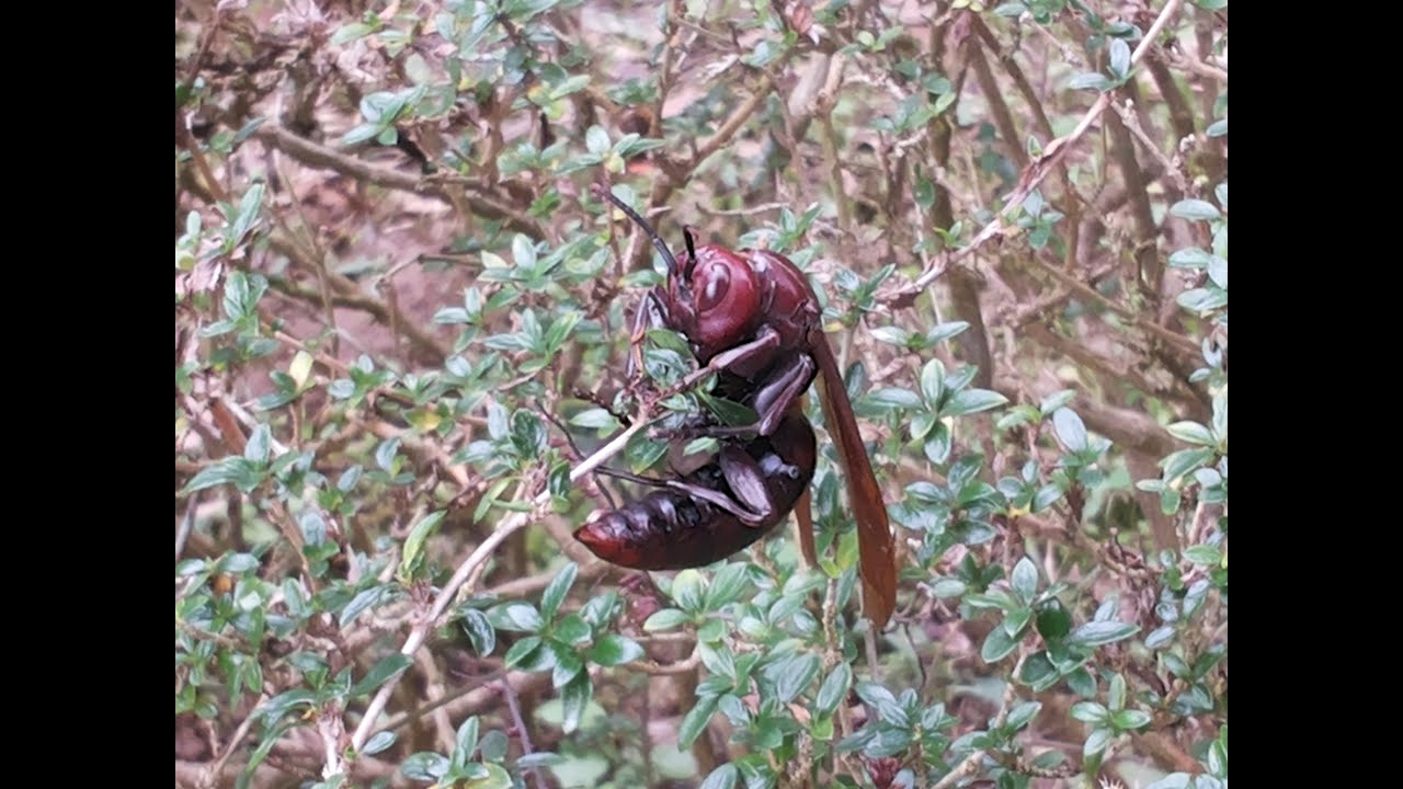 Getting close to the Polistes (Gyrostoma) gigas (Körby & Spence, 1826) 棕長腳蜂
