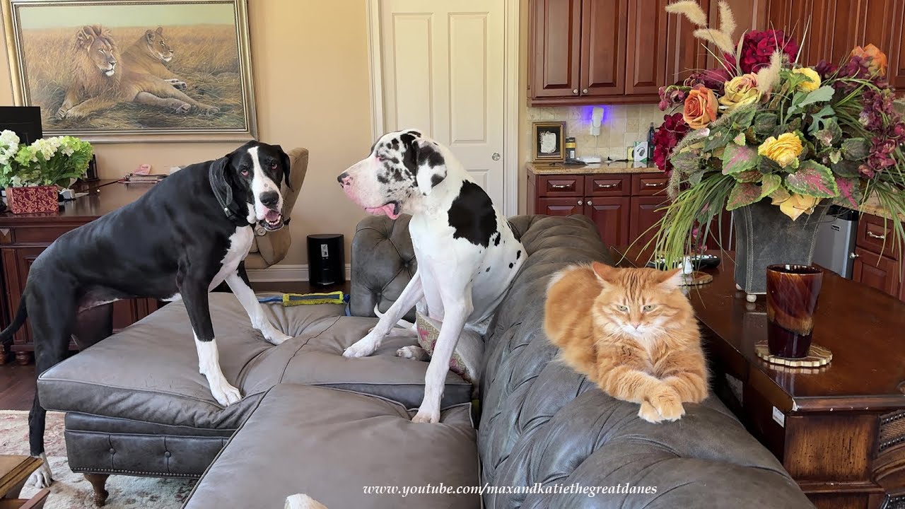 Funny Laid Back Cat Ignores Great Danes' Pouncing & Bouncing On The Sofa