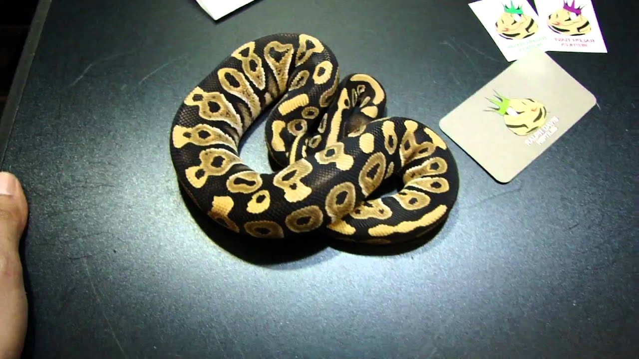 biteable RDR Phantom