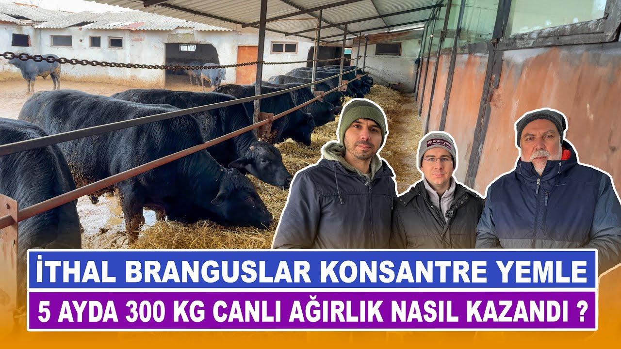 İthal Branguslar Konsantre Yemle |  5 Ayda 300 Kg Canlı Ağırlık Nasıl Kazandı?