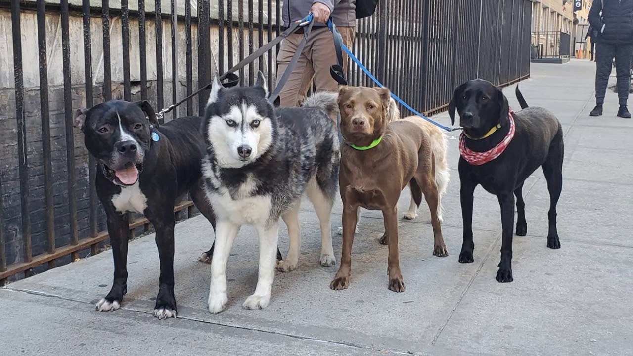 Dog Walker NYC East Village 2 Hour Group Walks The K9 Club YouTube