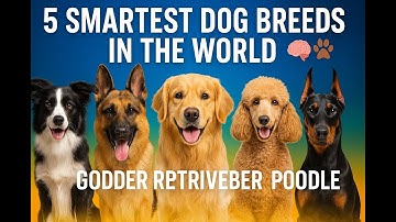 Smartest Dog Breeds in the World 🧠🐾 (You Won’t Believe #1!) - Infinite Facts #dogs #doglife
