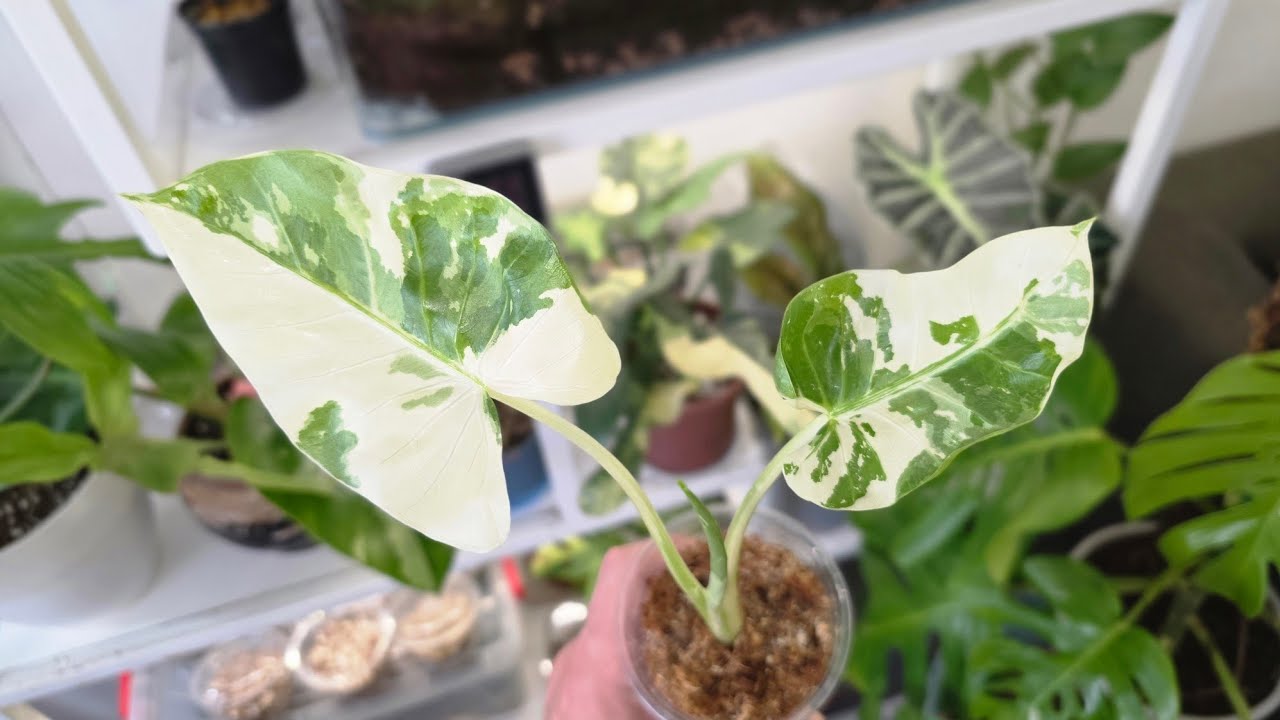 Put your Alocasia/Colocasia in this setup !  you will thank me later #alocasia  #colocasia #plants
