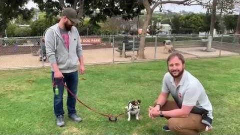 Using Counterconditioning to Stop Archer From Reacting to Other Dogs